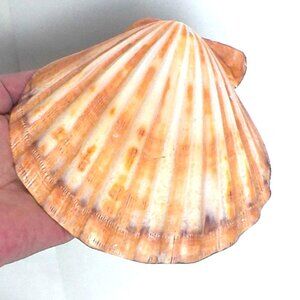 Large Vintage Lions Paw Pecten Subnodosus Scallop Shell